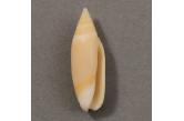 Oliva (Entomoliva) mirabilis 21,00 mm  BIG, Monster, WRS(2020),  New Caledonia, S.W Isle of Pines. Dredged -280m. Very rare.  TOPPRICE  (caledonianseashells) 