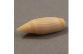 Oliva (Entomoliva) mirabilis 21,00 mm  BIG, Monster, WRS(2020),  New Caledonia, S.W Isle of Pines. Dredged -280m. Very rare.  TOPPRICE  (caledonianseashells) 