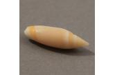 Oliva (Entomoliva) mirabilis 21,00 mm  BIG, Monster, WRS(2020),  New Caledonia, S.W Isle of Pines. Dredged -280m. Very rare.  TOPPRICE  (caledonianseashells) 