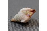 Distorsio (Personopsis) purpurata 18,10 mm  BIG, Monster, WRS(2020), New Caledonia, Norfolk ridge, Jumeaux , Dredged -350m .  TOPPRICE  (caledonianseashells) 