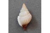 Distorsio (Personopsis) purpurata 18,10 mm  BIG, Monster, WRS(2020), New Caledonia, Norfolk ridge, Jumeaux , Dredged -350m .  TOPPRICE  (caledonianseashells) 