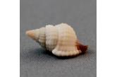 Distorsio (Personopsis) purpurata 18,10 mm  BIG, Monster, WRS(2020), New Caledonia, Norfolk ridge, Jumeaux , Dredged -350m .  TOPPRICE  (caledonianseashells) 