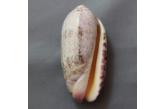 Oliva splendidula 56,20 mm  BIG, Monster, WRS(2020), Peru, Parachique, Piura. Trawled offshore, on sand bottom, in 03/2008.  TOPPRICE  (caledonianseashells) 