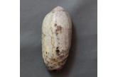Oliva splendidula 56,20 mm  BIG, Monster, WRS(2020), Peru, Parachique, Piura. Trawled offshore, on sand bottom, in 03/2008.  TOPPRICE  (caledonianseashells) 