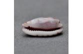 Cypraea subteres violacincta (Lorenz, 2002)  14,80 mm  Gem, DWARF - WRS(2020), French Polynesia, Tuamotu, Takapoto Atoll, Collected at low tide, on reef, under coral slab.  TOPPRICE  (caledonianseashells)  