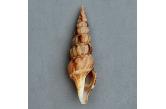 Inquisitor exiguus 68,90 mm  Gem, BIG, Monster, WRS(2020), Philippines, Aliguay Island.  Dredged -120m.  (caledonianseashells) 