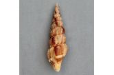 Inquisitor exiguus 68,90 mm  Gem, BIG, Monster, WRS(2020), Philippines, Aliguay Island.  Dredged -120m.  (caledonianseashells) 