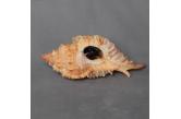 Murex (Naquetia) annandalei  109,00 mm  F3/Gem, BIG , Monster ,  WRS(2020),  Philippines, Panglao Island , From old collection.  TOPPRICE  (caledonianseashells) 