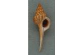 Afer cumingii 93,00 mm  BIG , Monster , WRS(2020) , Gem- (tiny nick in the end of canal, perfect body and protoconch)  . Taiwan  (shellauction) 
