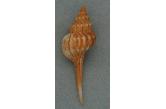 Afer cumingii 93,00 mm  BIG , Monster , WRS(2020) , Gem- (tiny nick in the end of canal, perfect body and protoconch)  . Taiwan  (shellauction) 