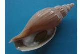 Voluta (Saotomea) pratasensis 64,66 mm BIG, Monster , WRS(2015), Trawled from East China Sea, About 360m deep, in 2015 (Shellauction) w. 260 E
