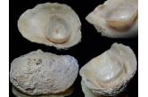 Crucibulum cyclopium 91,00 mm  BIG, Monster, WRS?!(2020), I am almost sure. So big i never saw in all my career and virtually. 91mm WOW. Found about a few days fresh dead. I am sure that the shell died of old age. Never so so thick inside. Massive and super huge. Fresh shiny in the ventral side. Really in natural conditions on the top. F++. Found attached on stones near sea urchins about 3m deep. Bahia de Chamela, Jalisco, Mexico. May 2020. Collected by Eduardo Amador Moreno  (shellauction)