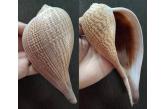 Ficus gracilis 183,30 mm  BIG , Monster , WRS(2020) , South China Sea , Trawled 40m,in 2017,F+++/F++,Very Thick mature shells,The Biggest one we have found  (shellauction) / collag