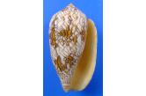 Conus textile (anakaoensis) 70,00 mm  BIG, Monster, WRS(2020), Anakao Madagascar, Fine+++/Gem really superb shell , really monster size! this population shows usually small specimens, that one is WRS  (shellauction)  