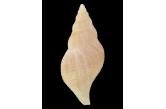 Fusinus (Chryseofusus) kazdailisi 49,80 mm  BIG , Monster , WRS(2020) , BOLSHAYA BANK DREGDED AT 200 METERS DEEP , Chile , THE ACTUAL WRS SINCE 2000 NO   (Shells Passion) 