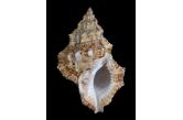 Bufonaria margaritula 93,30 mm  BIG , Monster , WRS(2020) , FOUND IN 2004 , Taiwan , THE ACTUAL WRS SINCE 2004 NO  .  TOPPRICE  (Shells Passion) 
