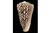 Conus marmoreus f. crosseanus 111,73 mm  BIG , Monster , WRS(2020) , FROM OLD COLLECTION , New Caledonia , AMAZING SPECIMEN WRS .  TOPPRICE  (Shells Passion) 