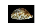 Cypraea fultoni massieri  61,80 mm Gem, Superb dawrf specimen, dark color background, superb brownish draw , perfect canals, very nice spotted base, Guissico area. Mozambique.  TOPPRICE  (Shells-Addict)  / SUPERTOP