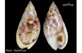 Nassarius granum 14,87 mm  BIG, Monster, WRS(2020), Spain, GEM w/O Ahuir collection. April/1994. Malaga Bay. The registered wolrd record 2017 is: 14,46mm  (shellauction) 