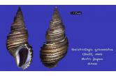Ancistrolepsis grammatus 127,00 mm  BIG, Monster, WRS2(2020), periostracum, BIG , F++ , North Japan  (shellauction) / collag