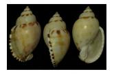 Cassis (Casmaria) erinaceus f. vibex 82,96 mm Big, Monster, WRS?!(2020), Philippines. Masbate Island. From fishermen. May, 2010  (C & S Shell Cabinet ) 