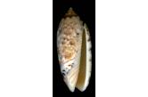 Oliva mantichora intricata (Dautzenberg, 1927) 54,20 mm  BIG, MOnster, WRS(2020), Toliara, SW Madagascar, The WRS is not registered, this specimen is the biggest found. GEM  (shellauction) 