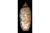 Oliva mantichora intricata (Dautzenberg, 1927) 54,20 mm  BIG, MOnster, WRS(2020), Toliara, SW Madagascar, The WRS is not registered, this specimen is the biggest found. GEM  (shellauction) 