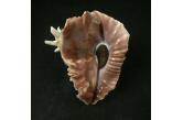 Vasum cassiforme 122,50 mm  BIG, Monster, WRS(2021), FANTASTIC GERONITIC SPECIMEN !!!, FINE, taken by lobster nets at 30 meters depth, Recife, Pernambuco, Brazil (ebay) 
