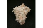 Vasum cassiforme 122,50 mm  BIG, Monster, WRS(2021), FANTASTIC GERONITIC SPECIMEN !!!, FINE, taken by lobster nets at 30 meters depth, Recife, Pernambuco, Brazil (ebay) 