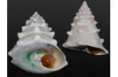 Tectus dentatus 145,10 mm  BIG, Monster, WRS(2021), Makadi Bay. Egypt, The fantastic monster is larger than the registered world record. Very good quality for such a huge specimen, original operculum  (shellauction) 