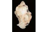 Murex (Phyllonotus) oculatus 124,00 mm  BIG, Monster, WRS(2021), FORTIM AREA, Brazil, THIS HEAVY SPECIMEN IS THE ACTUAL WRS CRABBED COLLECTED BUT STILL NICE SPECIMEN NO PROMO ON THIS WRS WHO CAN BE DECLARED OF COURSE ON WRS WEB SITE  (Shells Passion) 