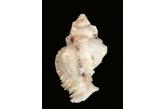 Murex (Phyllonotus) oculatus 124,00 mm  BIG, Monster, WRS(2021), FORTIM AREA, Brazil, THIS HEAVY SPECIMEN IS THE ACTUAL WRS CRABBED COLLECTED BUT STILL NICE SPECIMEN NO PROMO ON THIS WRS WHO CAN BE DECLARED OF COURSE ON WRS WEB SITE  (Shells Passion) 